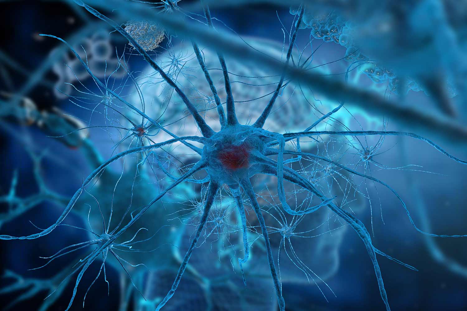 brain